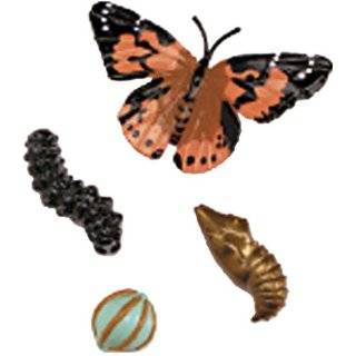 Butterfly Life Cycle Stages Characters, Plastic   4 Piece Set; no 
