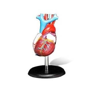 Budget Life size Heart Model #CH7 by Anatomical Chart Co