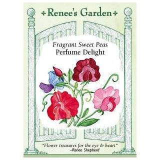 Fragrant Sweet Pea Seeds   Perfume Delight   Renees Garden