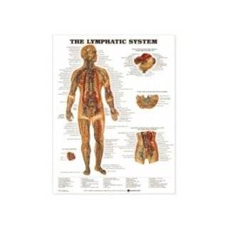  Lymphatic System Chart 20 w X 26 h Health & Personal 