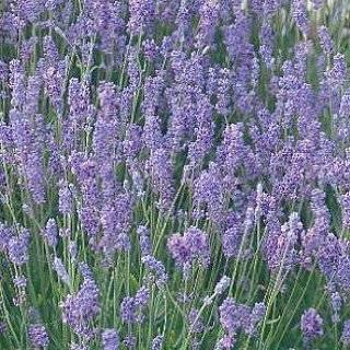    Munstead Lavender Herb   Perennial   8 Plants Patio, Lawn & Garden
