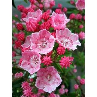 very hardy potted by hirts mountain laurel $ 7 99