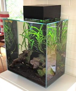 Fluval Edge Aquarium II Black 12 Gallon EUC Modern Fish Tank Awesome