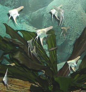 Albino Platinum Angelfish Live Freshwater Tropical Aquarium Fish