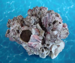 Dry Barnacle Hiding Spot for Small Inverts Saltwater Coral Reef Aquarium
