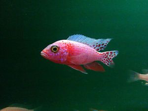 Aulonocara Species Tropical Fire Fish Peacock African Malawi Cichlids 4 Total
