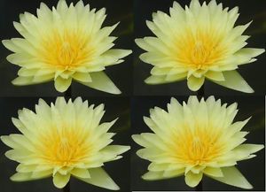 500 Yellow Water Lily Seeds Pond Plants Free Document