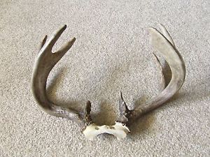 Palmated Wisconsin Whitetail Deer Antler Rack Sheds Mount Taxidermy Buck