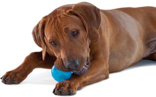 Buy 1 Get 1 Free Pet Dog Squeaky Ball Chew Toy Animal Puppy Garden Outdoor Fun