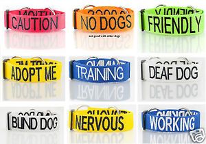 Fastest Selling New Doggie Trend Dog Collar Lead Non Pull Harness by Dexil