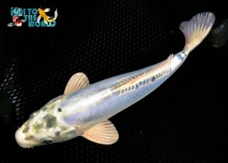 9 25" Blue Kikokuryu Standard Fin Live Koi Pond Garden Fish KTTW F15