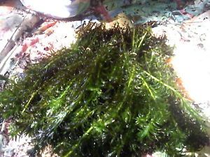 800 Stems of Anacharis Live Aquarium Plant Fish Tank or Pond