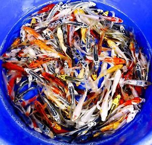 25 Lot 5 6" Unpicked Assorted Butterfly Fin Live Koi Fish NDK