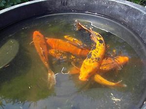 3 Live 12 to 15 inch Shubunkin Fish Koi Pond Goldfish Pickup Only