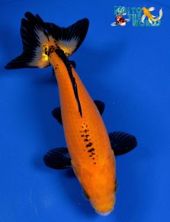5 5" Wakin Live Goldfish for Your Aquarium or Garden Koi Pond KTTW F22