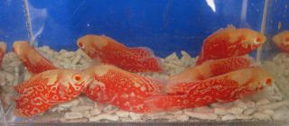 1 Albino Ruby Red Oscar 2 5" for Live Freshwater Aquarium Fish