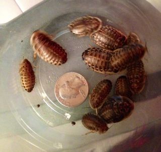 Mixed Dubia Roaches Small Med Large 300 FedEx Overnight for Cheap