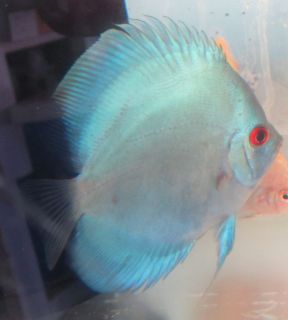 Blue Diamond Discus Live Freshwater Aquarium Fish