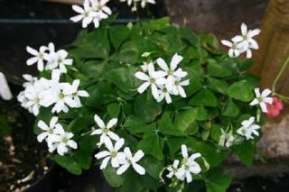 Oxalis Green Shamrock with White Flowers 1 Bulb Good Luck Plant