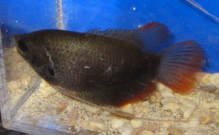 Red Tail Giant gourami Live Freshwater Aquairum Fish