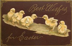 Easter Baby Chickens Fighting Over Worm Early K69329