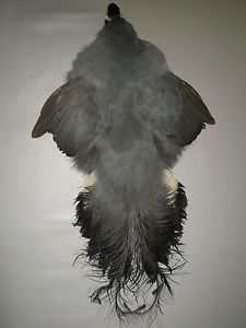 Blue Eared Pheasant Skin Feathers Fly Tying Crafts