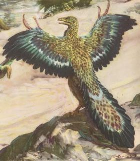 Compsognathus and Archaeopteryx by Z Burian 1956 Color Print Prehistoric Birds