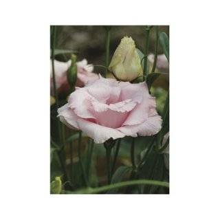   Hybrid Flower Lisianthus Cinderella Pink 50 Pelleted Seeds per Packet