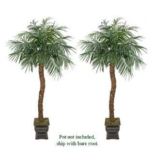  Pack of 2 Artificial Phoenix Palm Trees 7