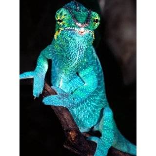  A New Born Veiled Chameleon Poses on the Hand of a Keeper 