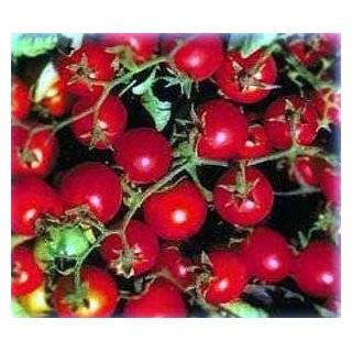  Red Robin Cherry Tomato   20 Seeds Patio, Lawn & Garden