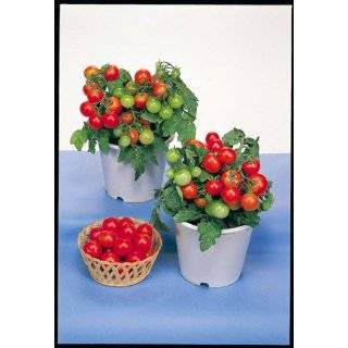 Red Robin Cherry Tomato   20 Seeds