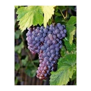  Chardonnay Grape Vine One Gallon Patio, Lawn & Garden